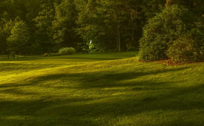 Sunlit mowed lawn edged by trees